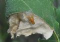 Sapromyza sp.